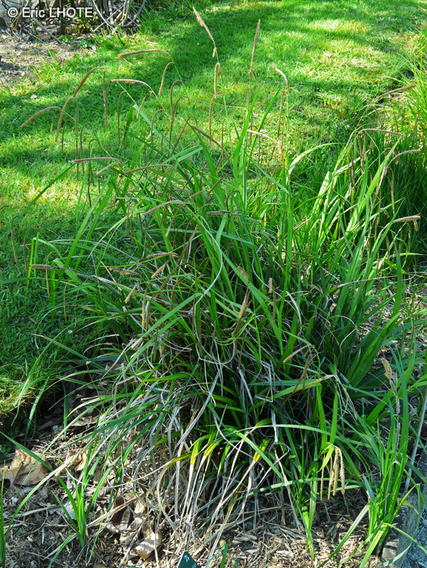  - Carex pendula - 