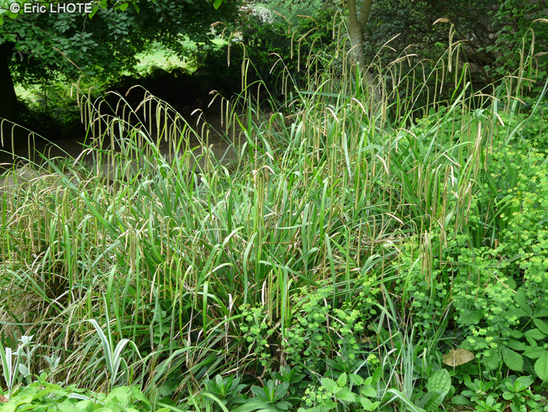  - Carex pendula - 