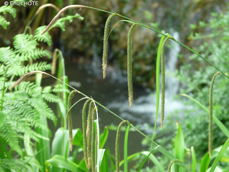  - Carex pendula - 