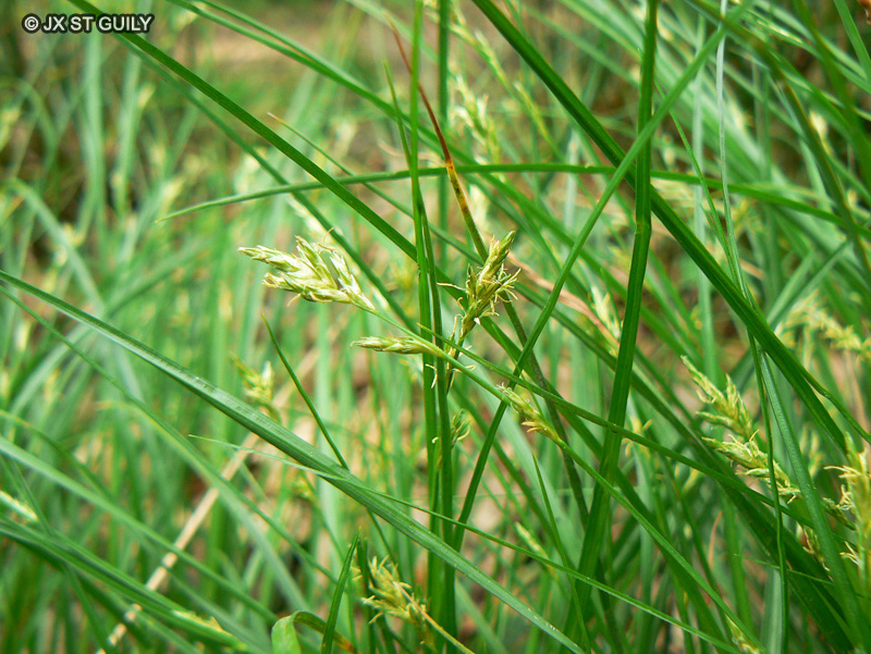 Cyperaceae - Carex remota - Laîche à épis espacés