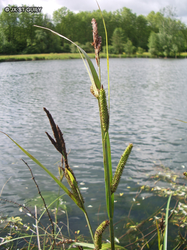  - Carex riparia - 