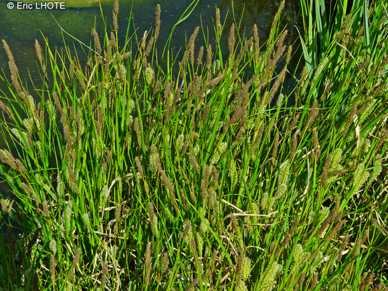Cyperaceae - Carex riparia - Laîche des rives