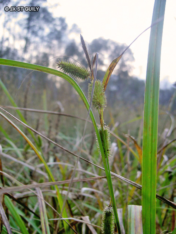 Cyperaceae - Carex sp. - Laîche