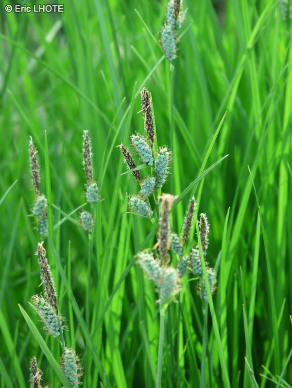  - Carex tomentosa - 