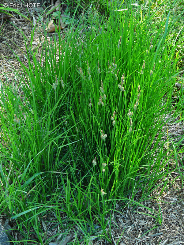 Cyperaceae - Carex tomentosa - Laîche velue
