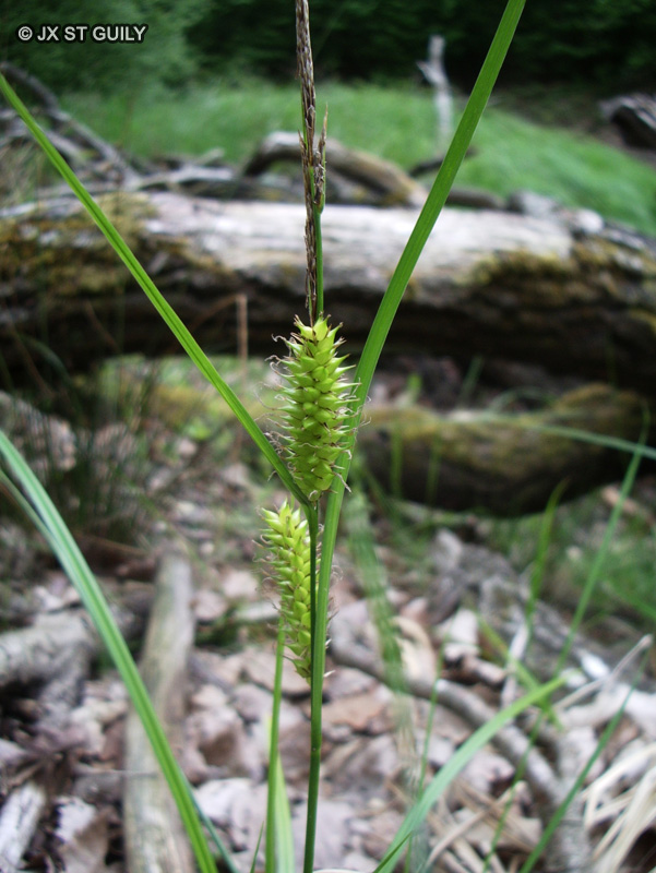 Cyperaceae - Carex vesicaria - Laîche vésiculeuse, Laîche à utricules renflés