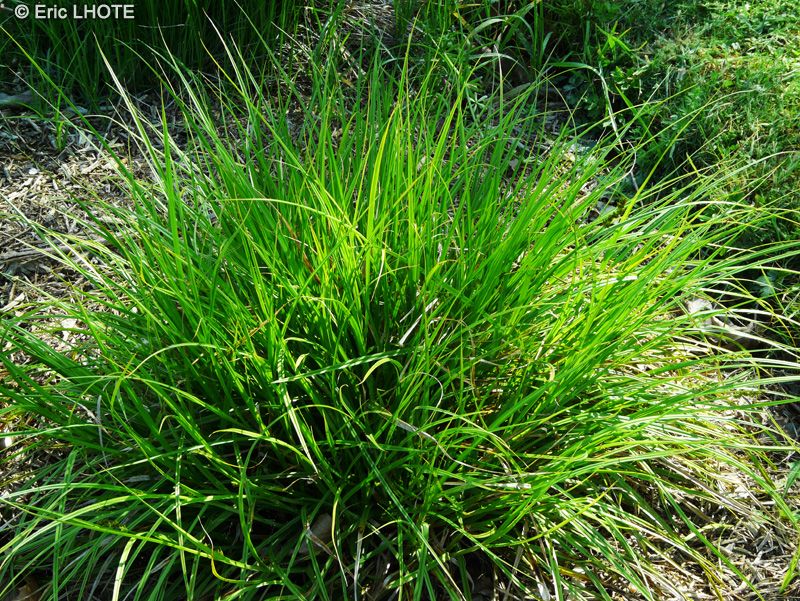 Cyperaceae - Carex vulpina - La&icirc;che des renards