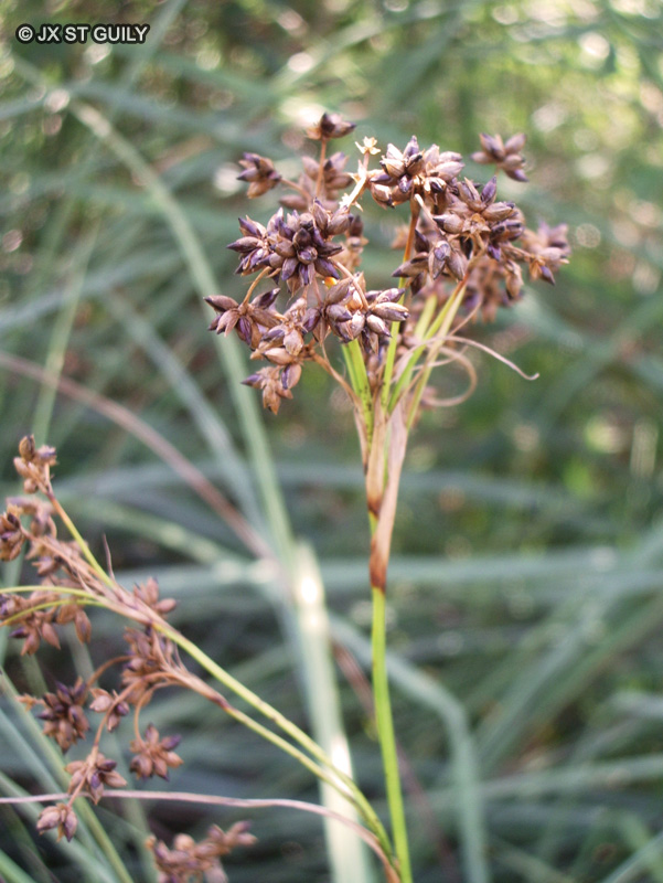  - Cladium mariscus - 