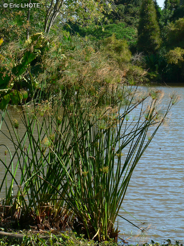  - Cyperus papyrus - 