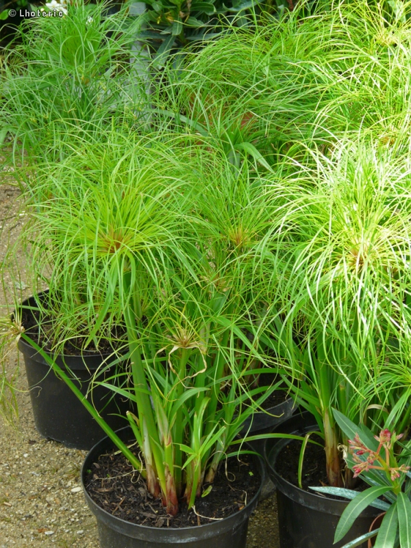  - Cyperus papyrus - 