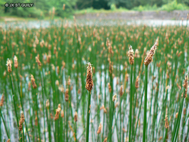  - Eleocharis palustris - 