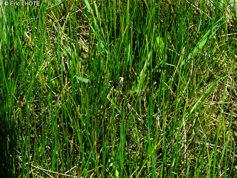 Cyperaceae - Eleocharis palustris - Scirpe des marais