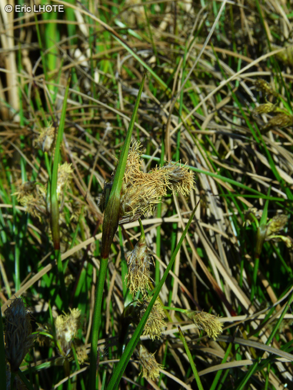  - Eriophorum angustifolium - 