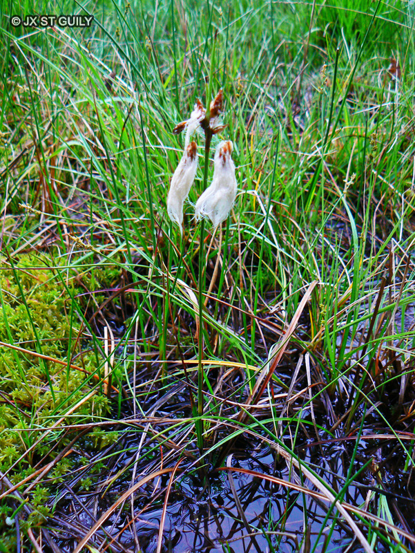  - Eriophorum angustifolium - 