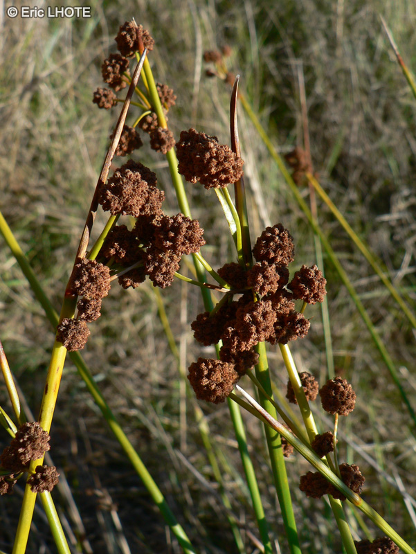  - Scirpoides holoschoenus - 
