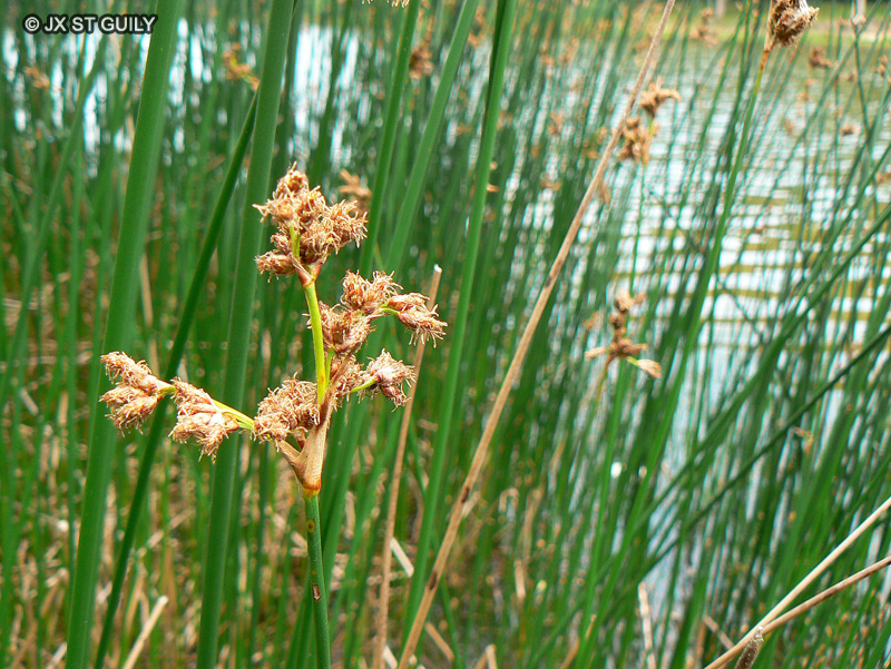 Cyperaceae - Scirpus lacustris - Scirpe des marais
