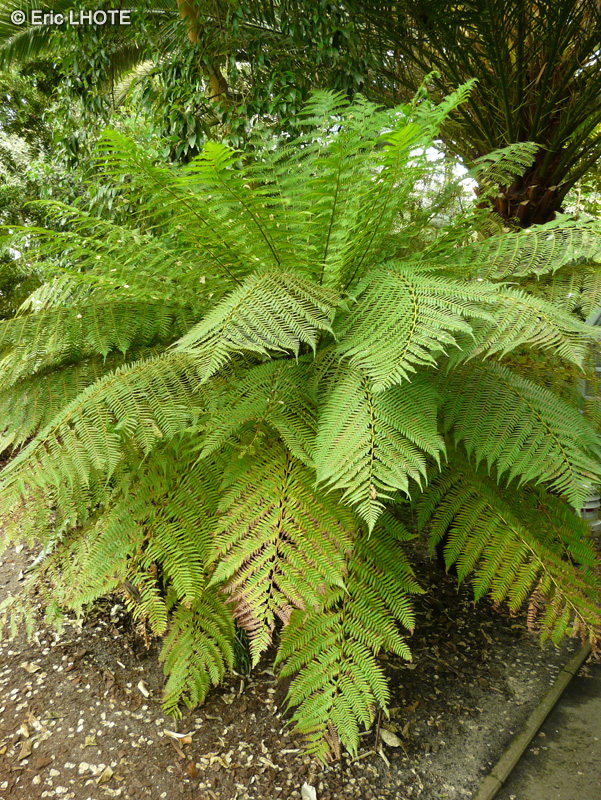  - Dicksonia antartica - 