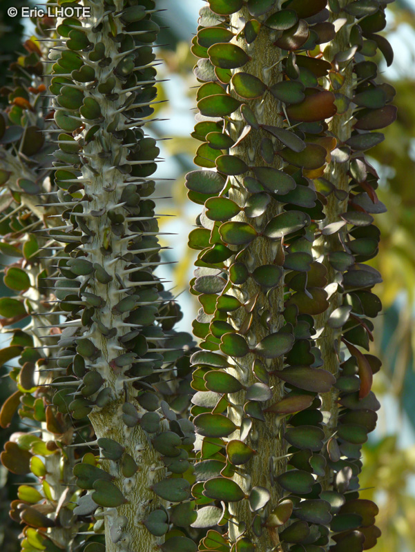 Didiereaceae - Alluaudia ascendens - Alluaudia