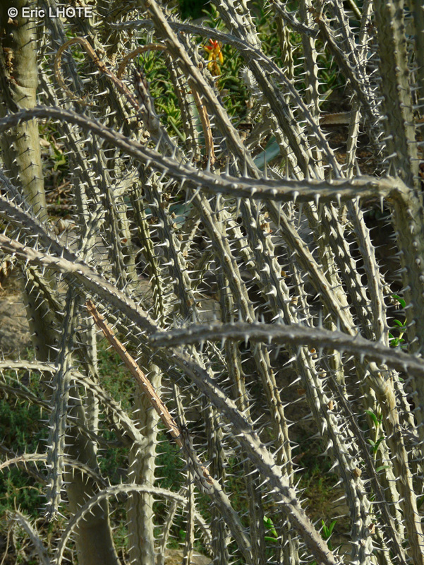 Didiereaceae - Alluaudia procera - Alluaudia