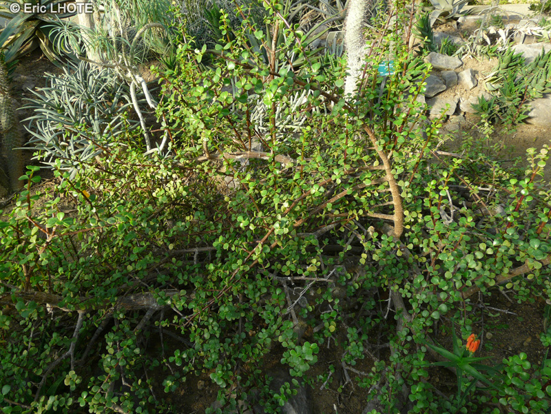  - Portulacaria afra, Portulaca afra - 