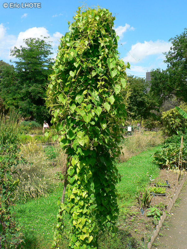 Dioscoreaceae - Dioscorea tokoro - Igname