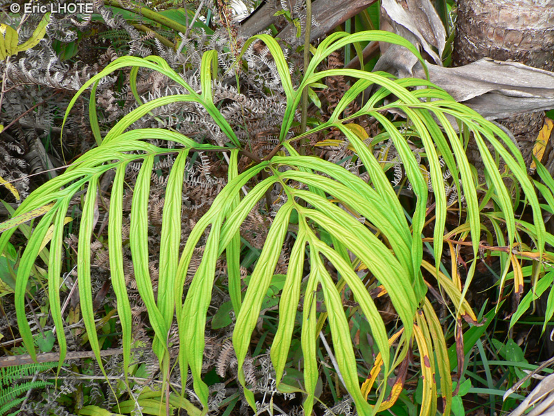  - Tacca sp. - 