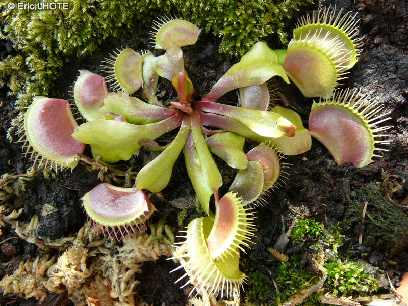  - Dionaea muscipula - 