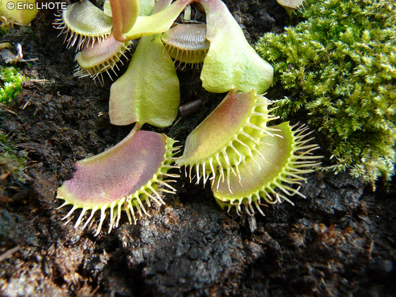 Droseraceae - Dionaea muscipula - Dion&eacute;e, Attrape-mouche