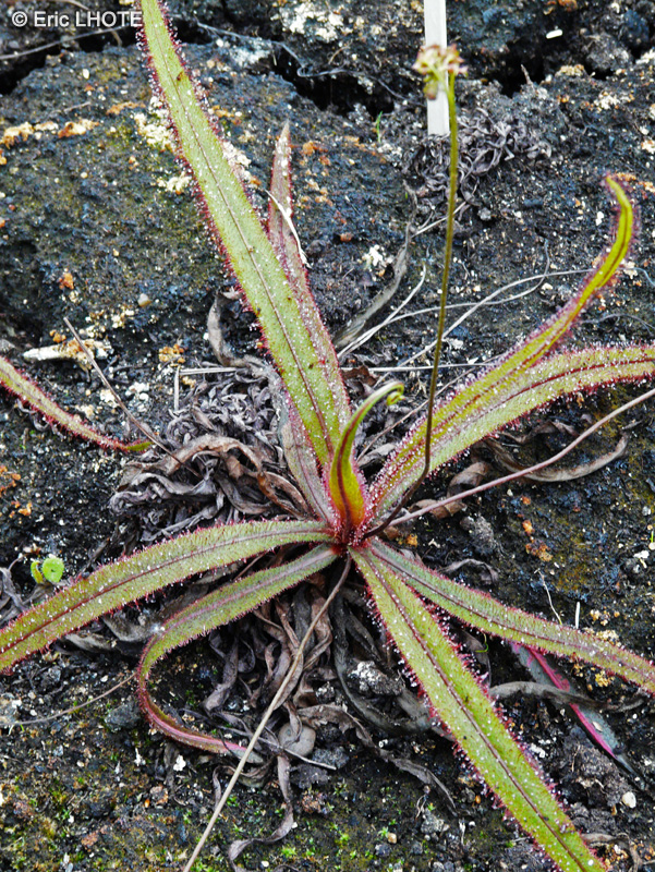 Droseraceae - Drosera adelae - Rossolis d&rsquo;Ad&egrave;le