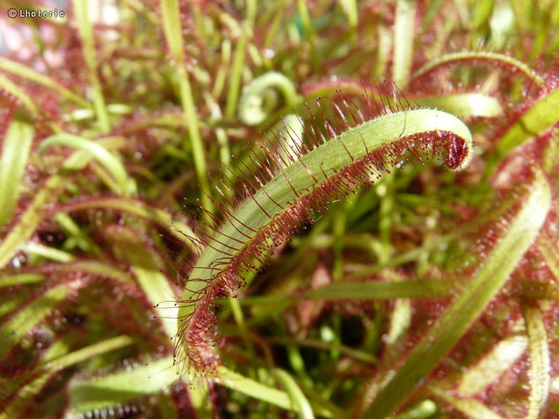  - Drosera capensis - 