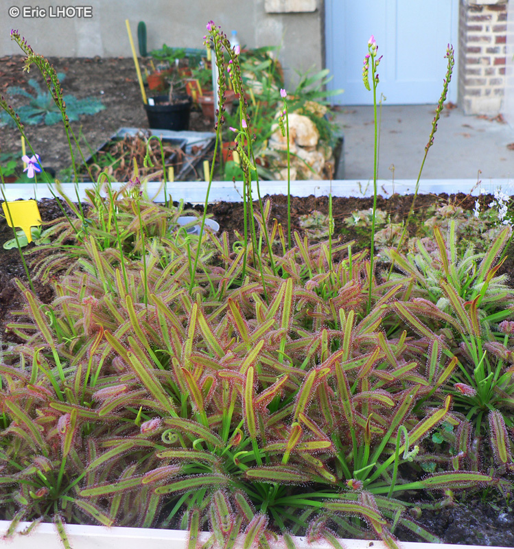 Droseraceae - Drosera capensis - Droséra, Rossolis du Cap