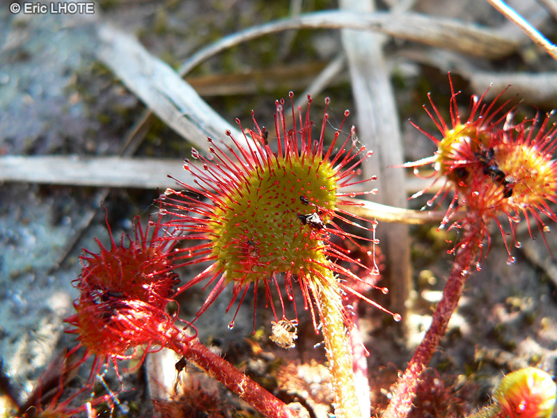  - Drosera rotundifolia - 