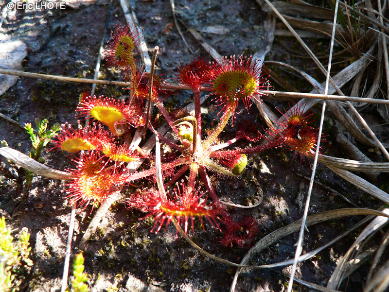  - Drosera rotundifolia - 