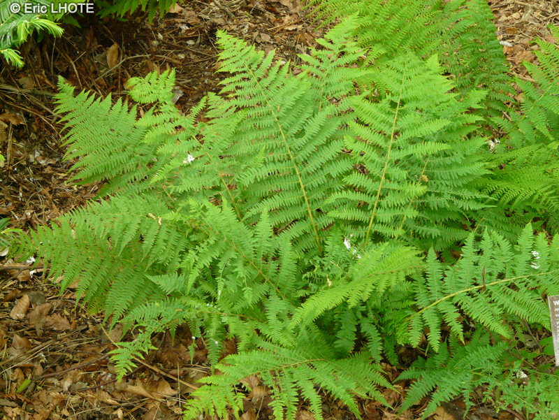 Dryopteridaceae - Athyrium filix-femina - Fougère femelle
