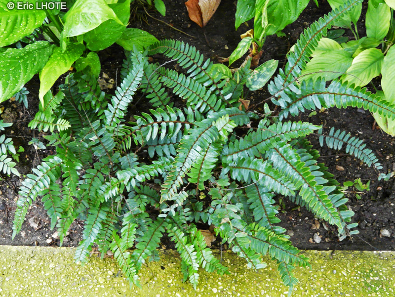  - Cyrtomium falcatum - Foug&egrave;re Houx