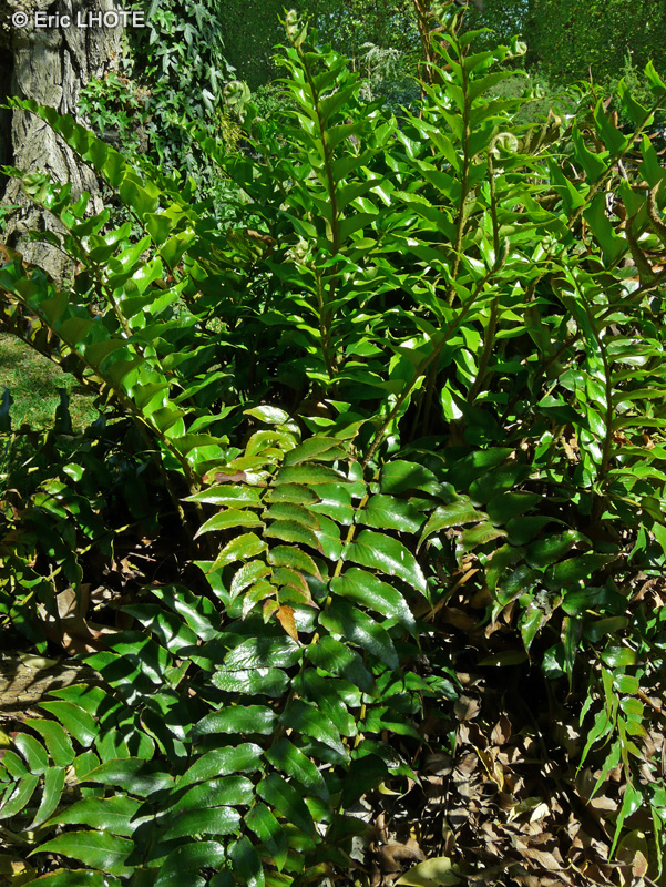  - Cyrtomium falcatum - 