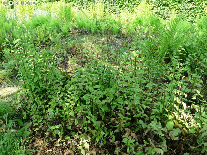 Dryopteridaceae - Cyrtomium fortunei - Aspidie en faux, Aspidie de fortune