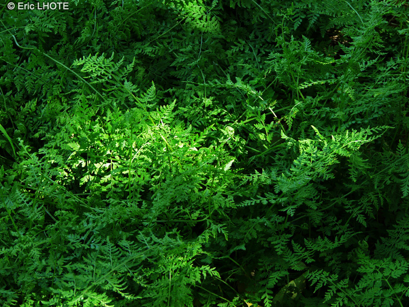  - Cystopteris fragilis - 