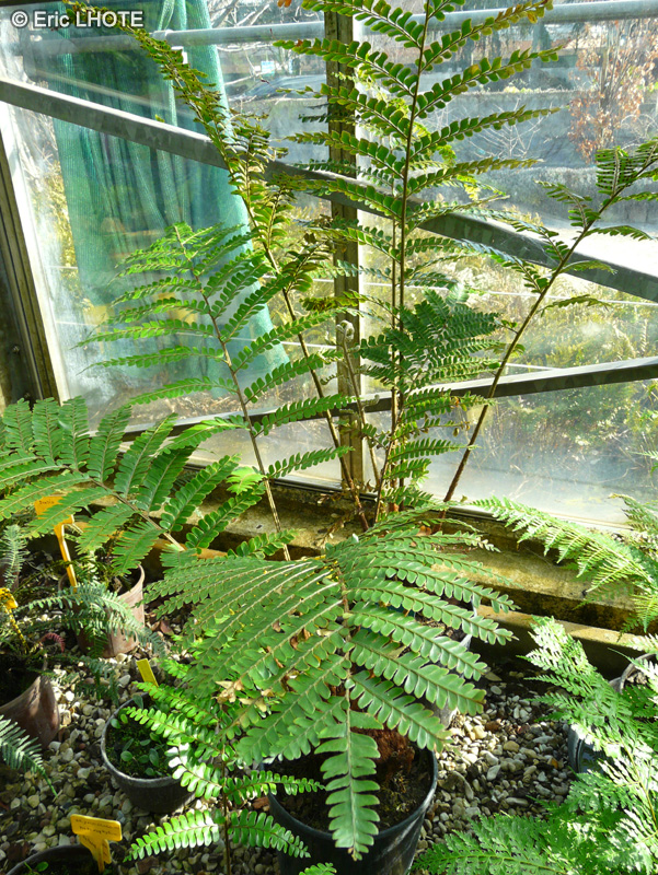 Dryopteridaceae - Didymochlaena truncatula - Didymochlaena