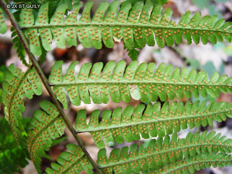  - Dryopteris affinis ssp. borreri - 