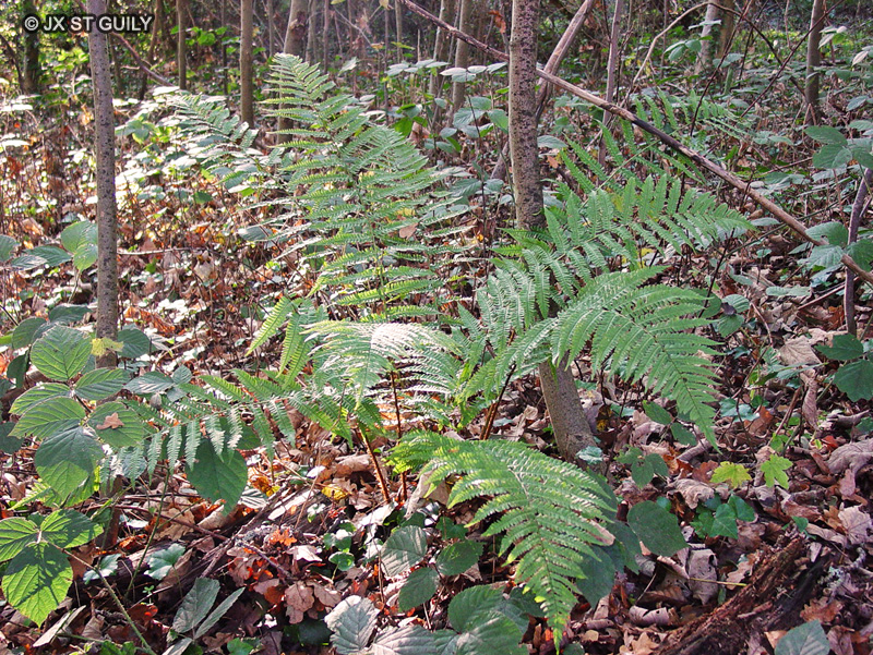Dryopteridaceae - Dryopteris affinis ssp. borreri - Dryoptéris de Borrer