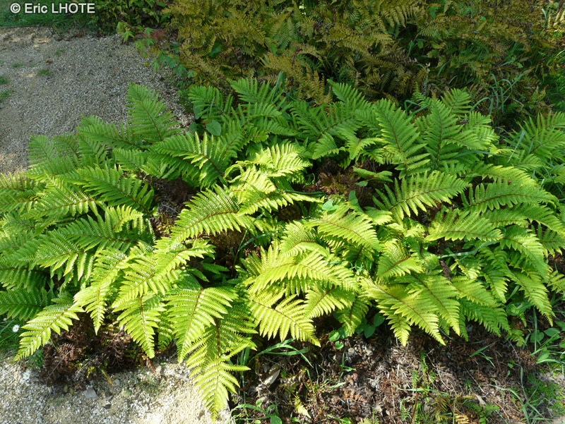 Dryoptéridaceae - Dryopteris erythrorosa - Dryopteris