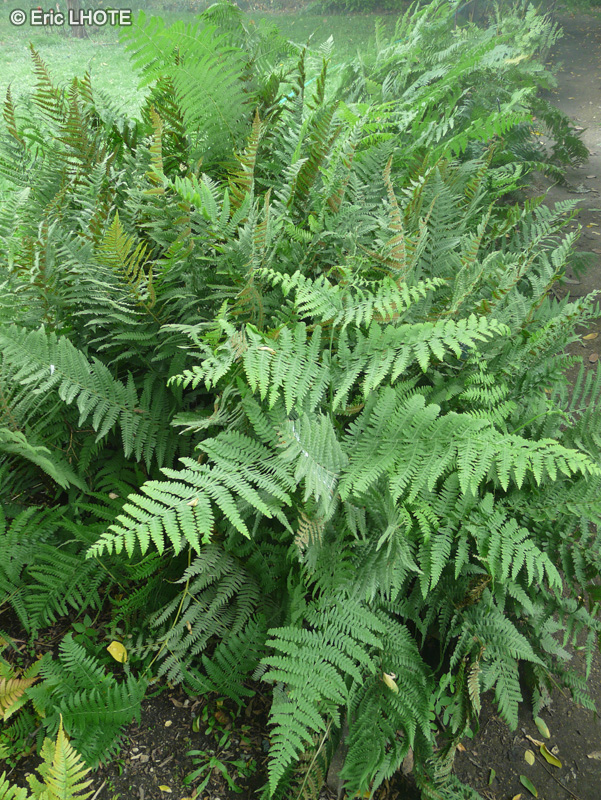 Dryopteridaceae - Dryopteris filix-mas - Foug&egrave;re m&acirc;le