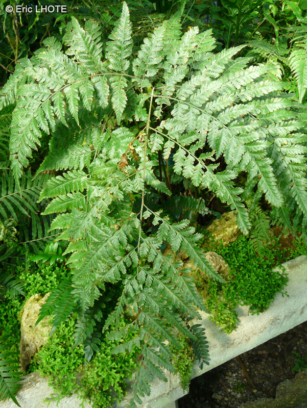 Dryopteridaceae - Lastreopsis decomposita - Lastreopsis