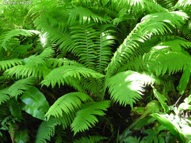  - Matteuccia struthiopteris, Onoclea struthiopteris - 