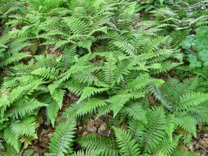 Dryopteridaceae - Polystichum polyblepharum - Aspidie du Japon, Patte d’ours