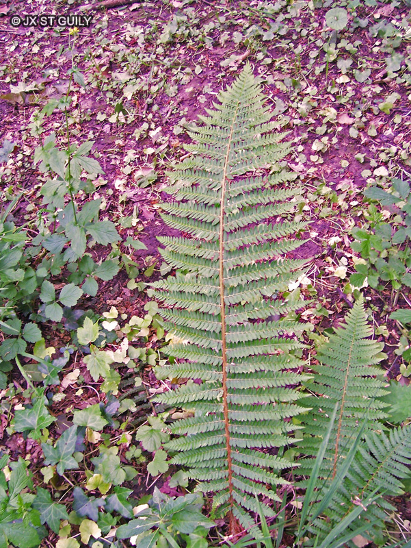  - Polystichum setiferum - 