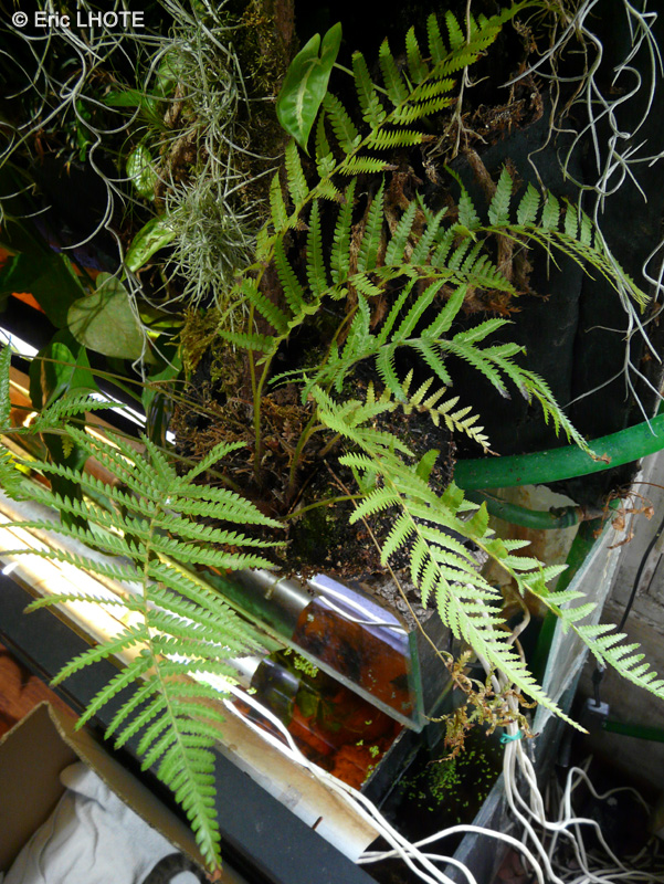 Dryopteridaceae - Polystichum setiferum - Polystic &agrave; soies