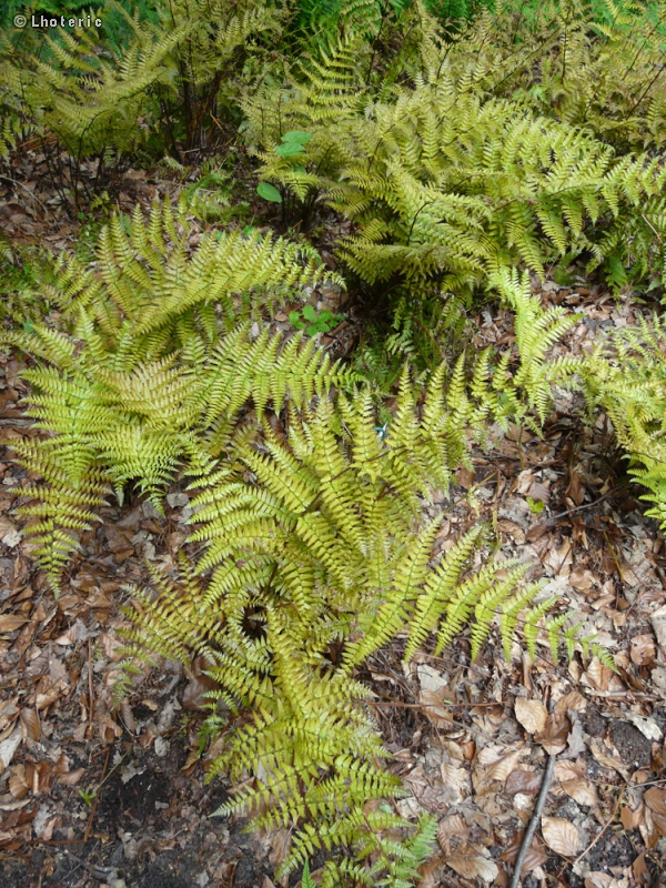 Dryopteridaceae - Polystichum tsussimense - Polystic de Tsusima