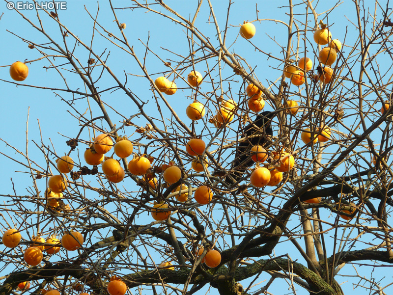  - Diospyros kaki - 